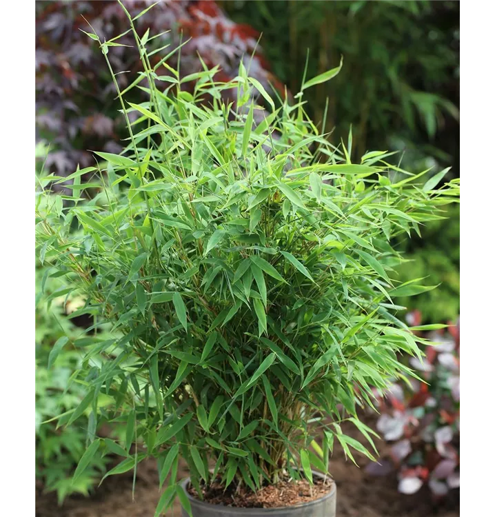 Fargesia murielae 'Early Green' 1A Garten Ammer