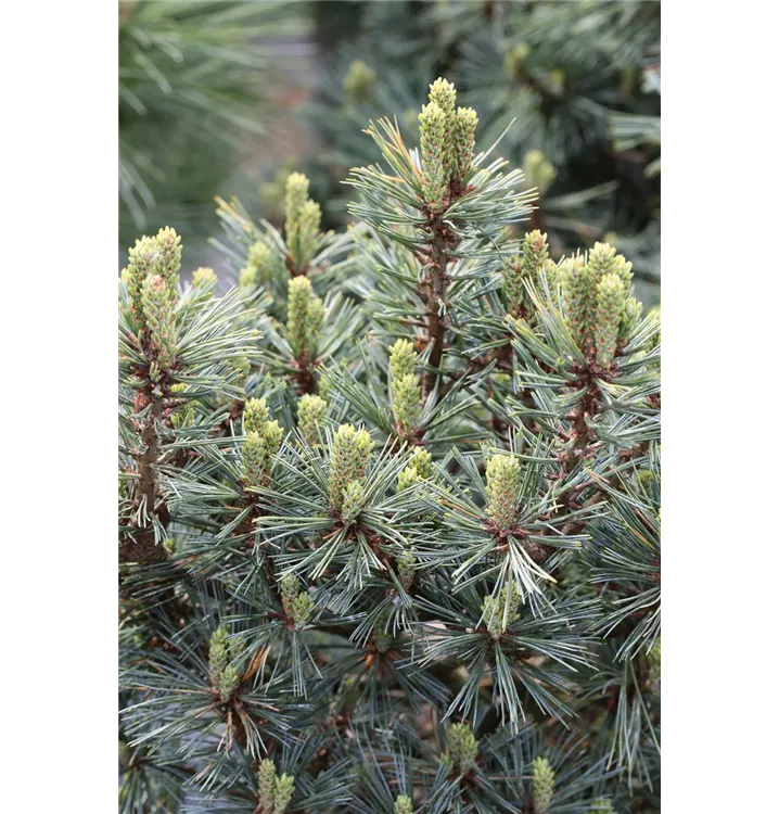 Pinus strobus 'Krüger's Liliput'