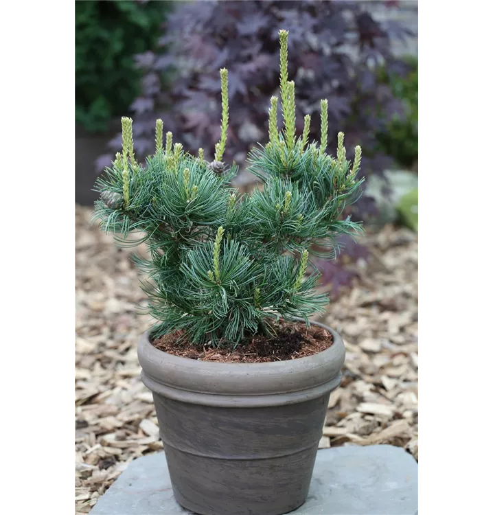 Pinus parviflora 'Schoons Bonsai'