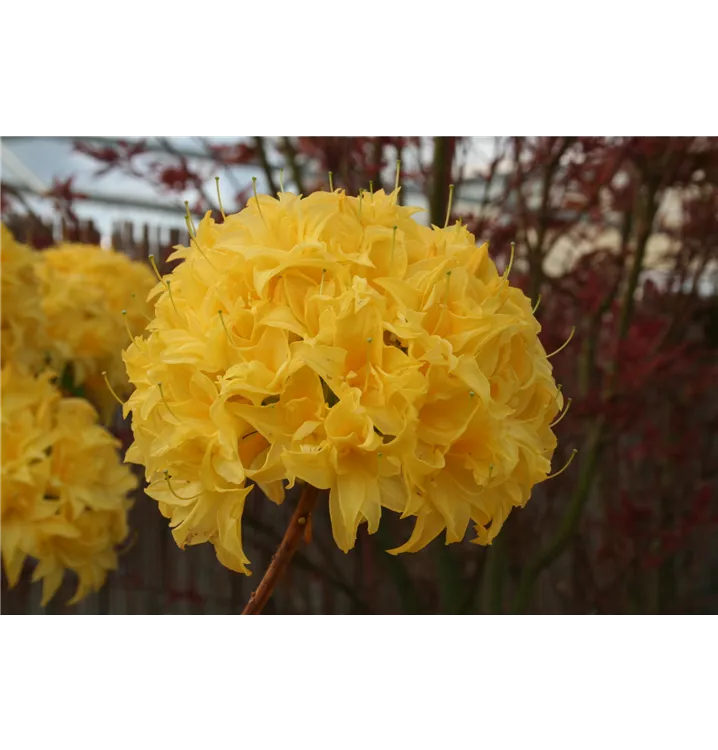 Rhododendron luteum 'Sonnenköpfchen'