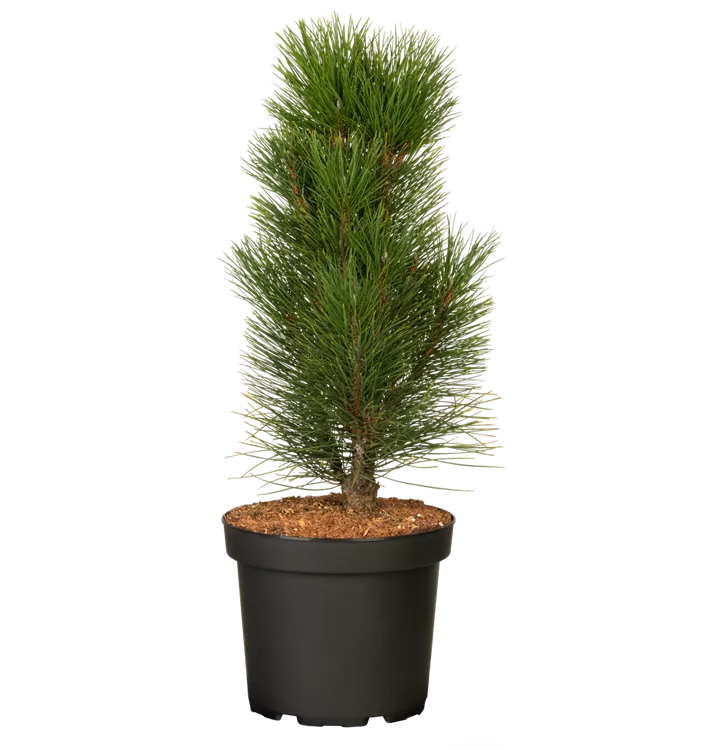 Schwarzkiefer 'Green Tower', Pinus nigra 'Green Tower' 1A Garten Ammer