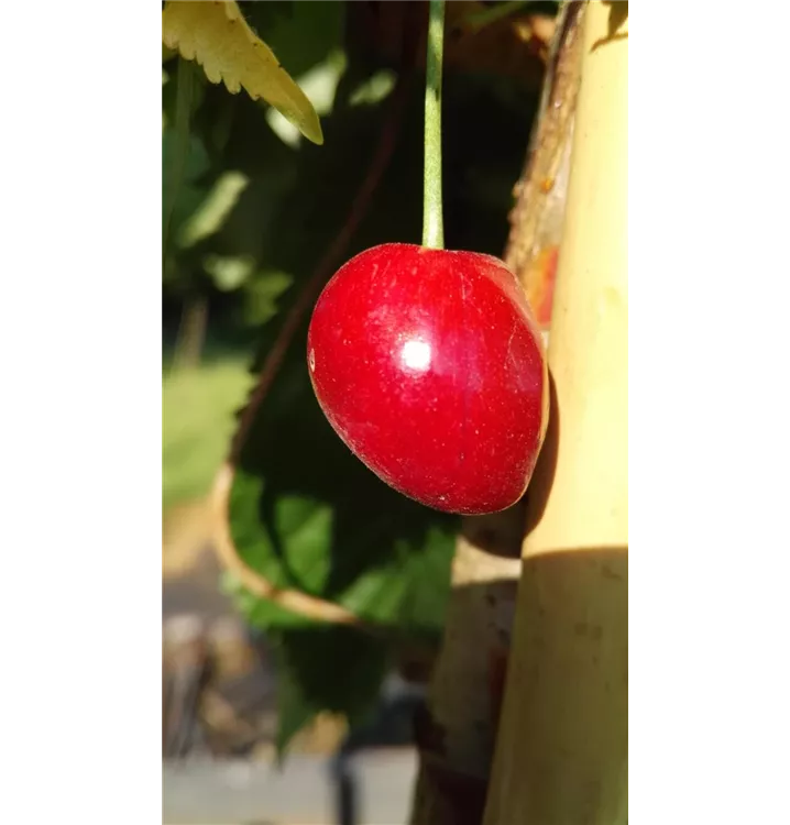 Prunus avium 'Kassins Frühe'