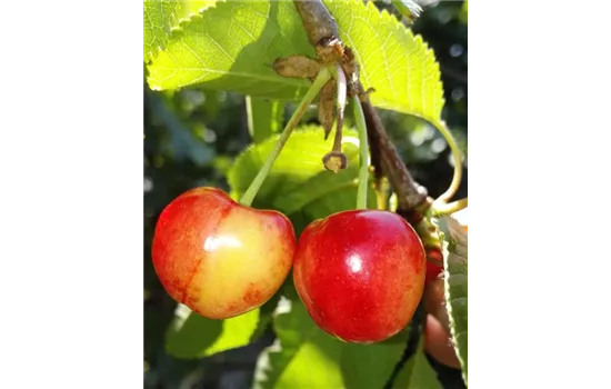 Süßkirsche \'Stella Garten 1A Compact\', - \'Compact Ammer CAC avium Prunus Stella