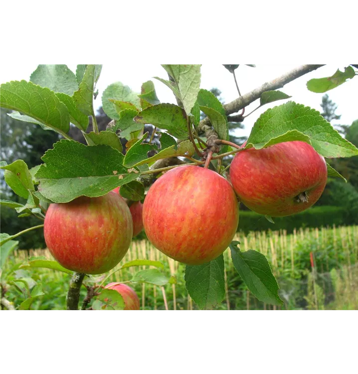 Herbstapfel 'Prinzenapfel', Malus domestica 'Prinzenapfel' - 1A Garten Ammer