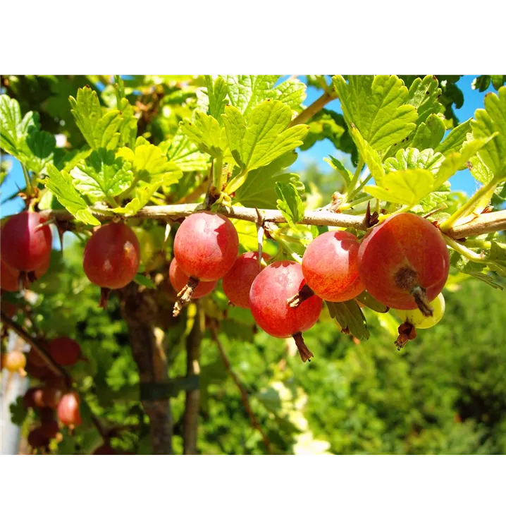 Ribes uva-crispa 'Hinnonmäki' rot
