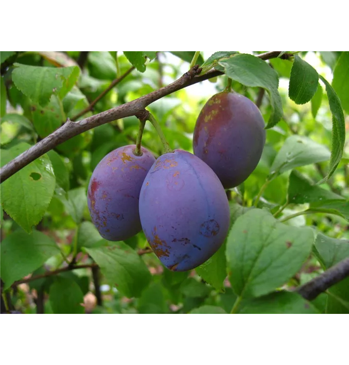 Prunus domestica subsp. domestica 'Hauszwetschge'
