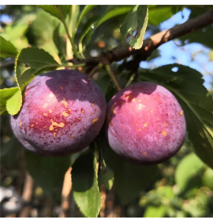 Prunus domestica 'Kirkespflaume'