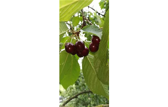 Süßkirsche \'Stella Compact\', Prunus avium \'Compact Stella\' CAC - 1A Garten  Ammer | Obstbäume & Gemüsepflanzen