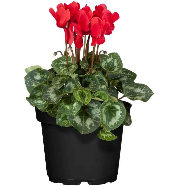 Cyclamen persicum, rot, Alpenveilchen, Pflanzen Online und vor Ort