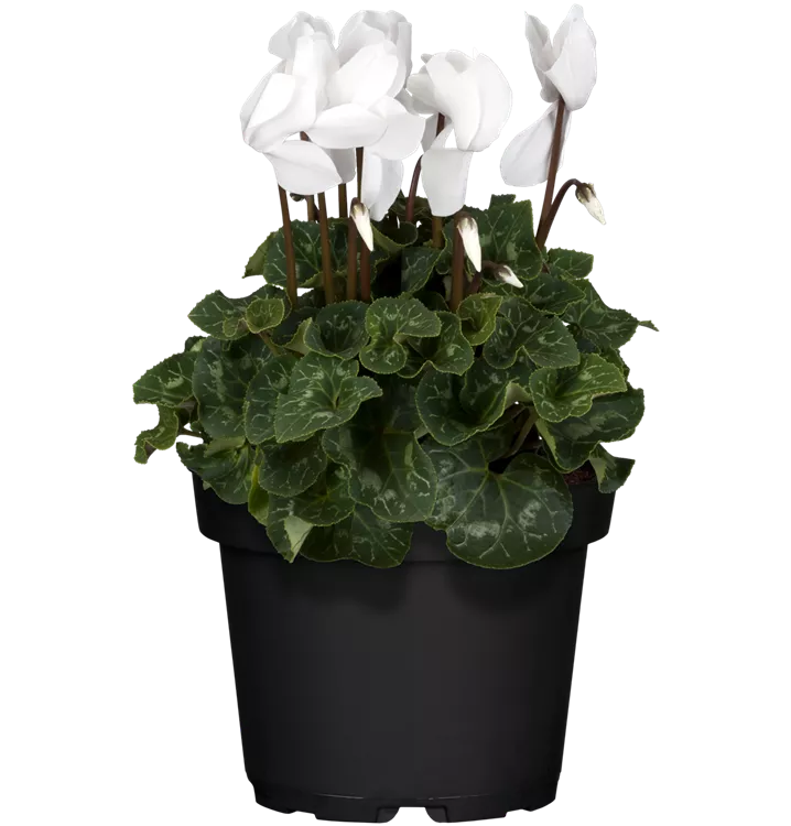 Cyclamen persicum, weiß, Alpenveilchen, Pflanzen Online und vor Ort