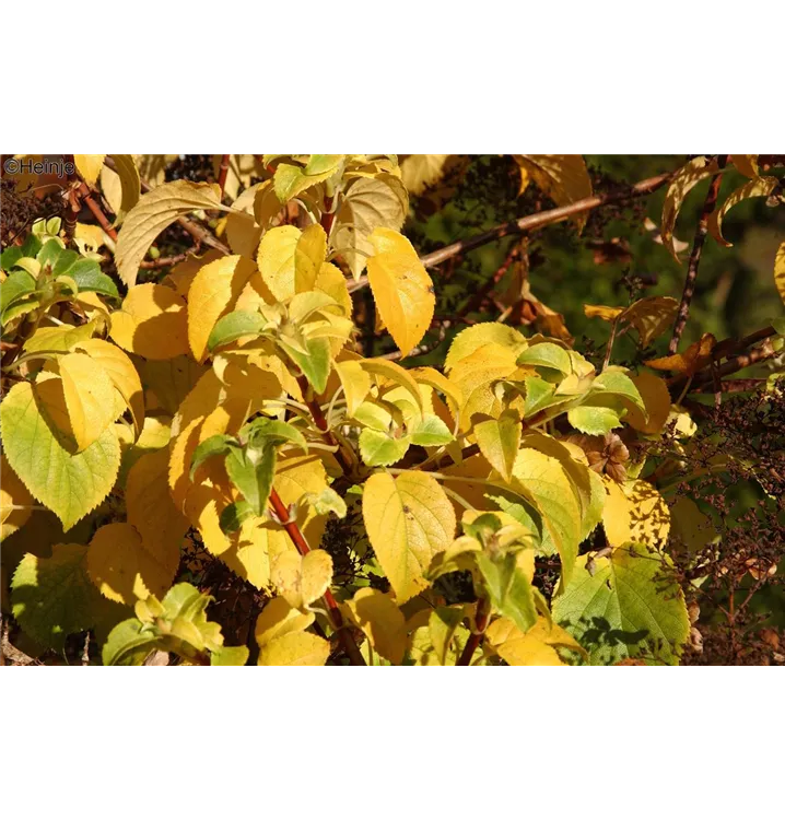 Hydrangea petiolaris 'Cordifolia'