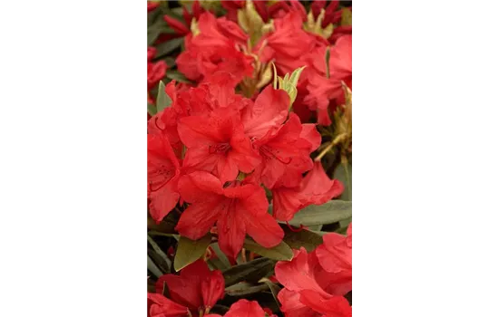 Rhododendron-Hybride 'Vulcan's Flame'