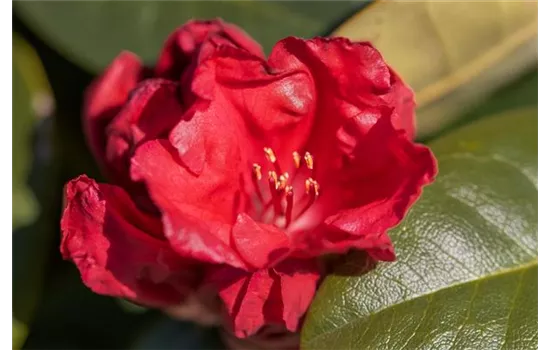 Rhododendron 'Tromba'
