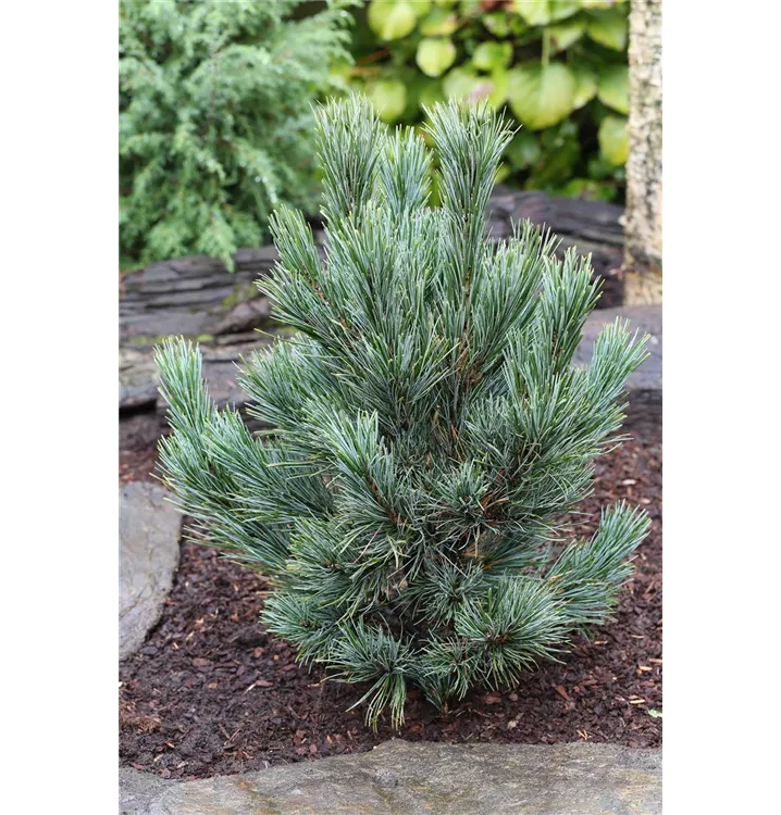 R Pinus cembra 'Glauca'