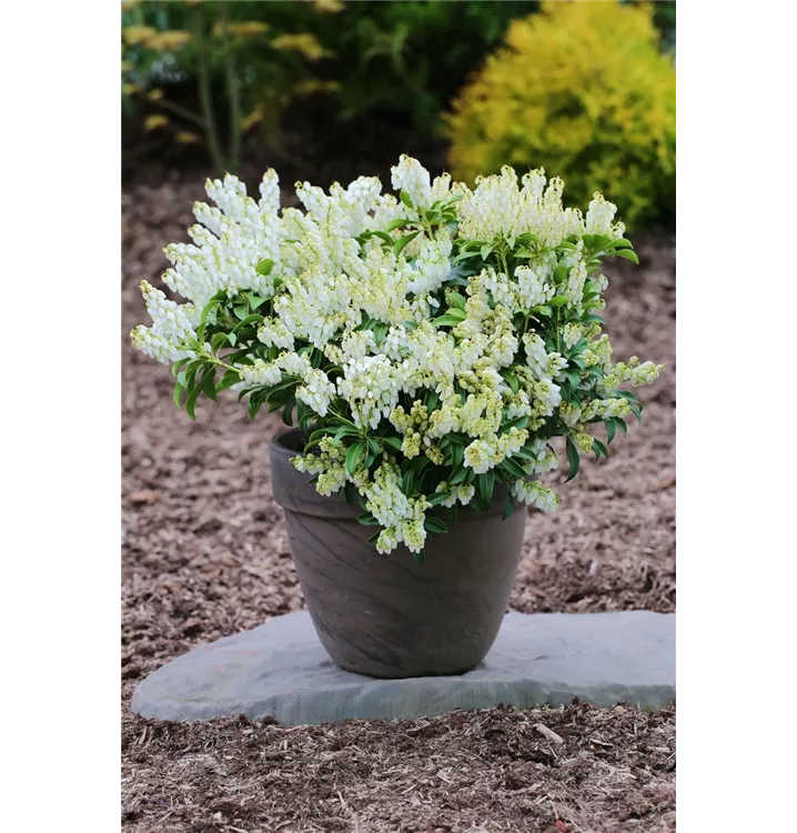 Pieris japonica 'Prelude' 1A Garten Ammer