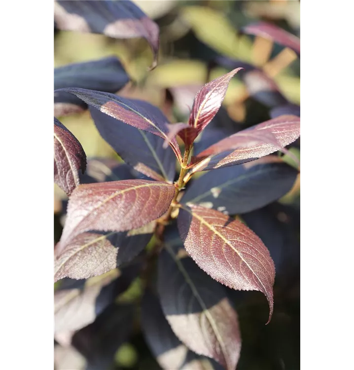 Weigelie 'Minor Black'®, Weigela florida 'Minor Black'® 1A Garten Ammer