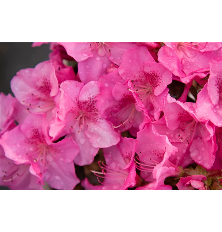 Rhododendron obtusum 'Pink for Help'®