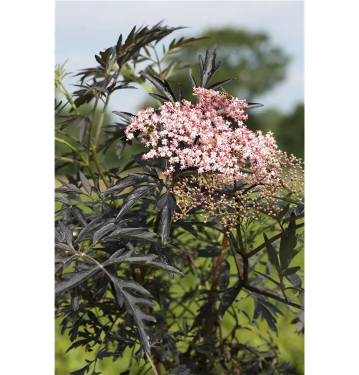 Schwarzer Holunder 'Black Lace'(s) , Sambucus nigra 'Black Lace' ® - 1A  Garten Ammer