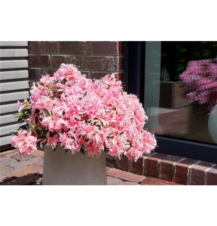 Rhododendron obtusum 'Pink Spider'®