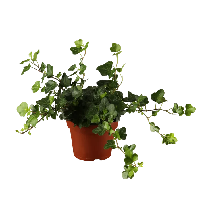 Hedera helix 'Green Wonder', Efeu, Pflanzen Online und vor Ort kaufen
