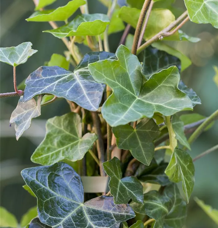 Hedera helix ssp. hibernica, Großblättriger Irischer Efeu, Pflanzen