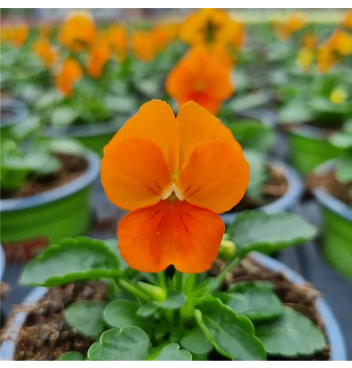 15x Hornveilchen Admiration Samen - Viola Cornuta Für Garten & Balkon