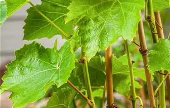 Vitis vinifera 'Lakemont'