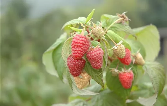 Rubus idaeus 'Heritage'