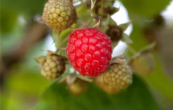 Rubus idaeus 'Rubaca'(s)
