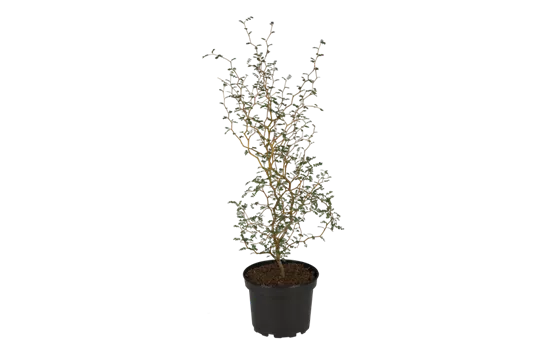 Calocephalus brownii, Silberkörbchen; Stacheldraht, Pflanzen Online und vor  Ort kaufen - 1A Garten Ammer
