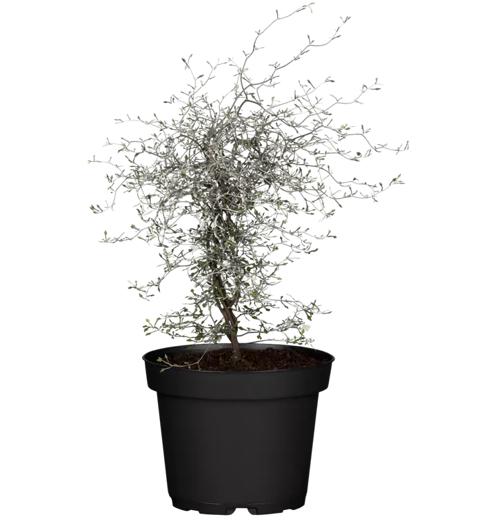 Corokia cotoneaster, Zickzackstrauch, Pflanzen Online und vor Ort