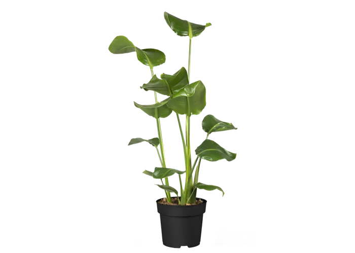 Coleus canina, Katzenschreckpflanze / Verpiss Dich Pflanze, Pflanzen