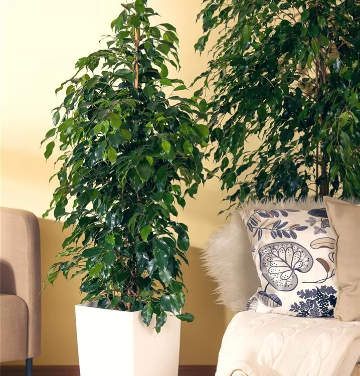 Ficus benjamina 'Danielle', BirkenFeige 'Danielle' 1A Garten Ammer