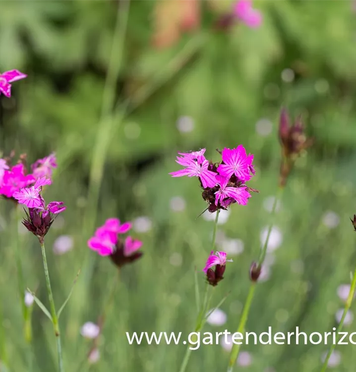 Kartäuser-Nelke, Dianthus carthusianorum - 1A Garten Ammer