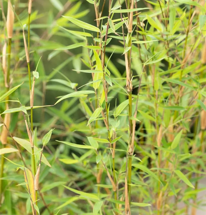 Fargesia murielae 'Honey Guide'® (S) Wonderwall, Gartenbambus 'Honey