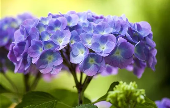 Bauernhortensie, Hydrangea macrophylla, blau - 1A Garten Ammer