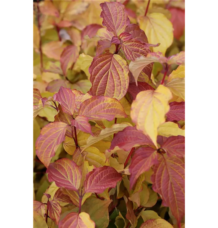 Cornus sanguinea 'Midwinter Fire', Roter Hartriegel 1A Garten Ammer