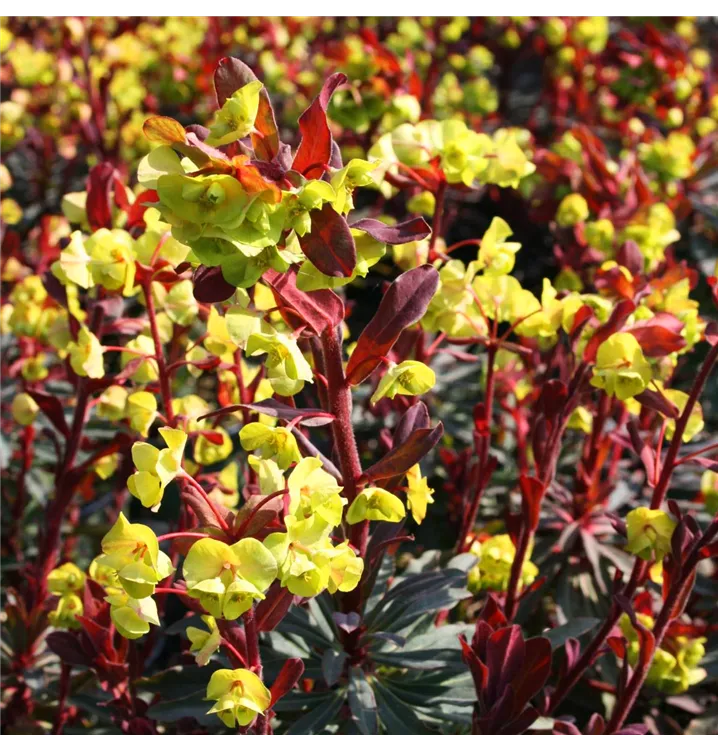 Euphorbia amygdaloides 'Purpurea', Mandelblättrige GartenWolfsmilch