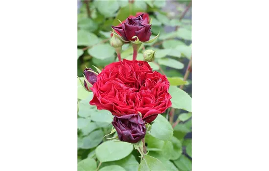 Rosa 'Red Leonardo da Vinci'® 