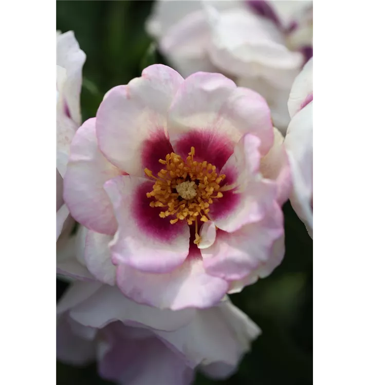 Persische Rose 'Eyes for You'®