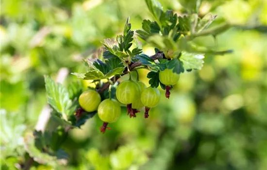 R Ribes uva-crispa 'Mucurines' CAC