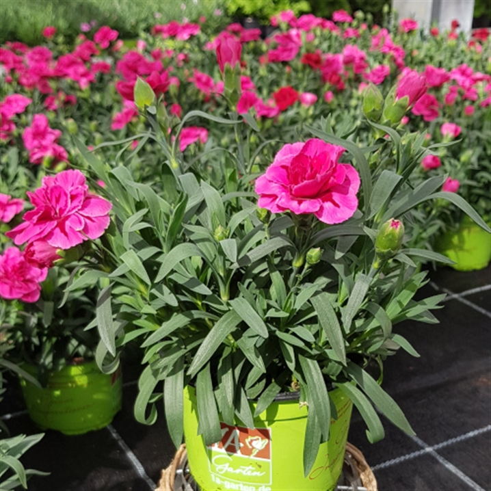 Dianthus caryophyllus 'Oscar'®, Gartennelke 'Oscar'®, Online bestellen