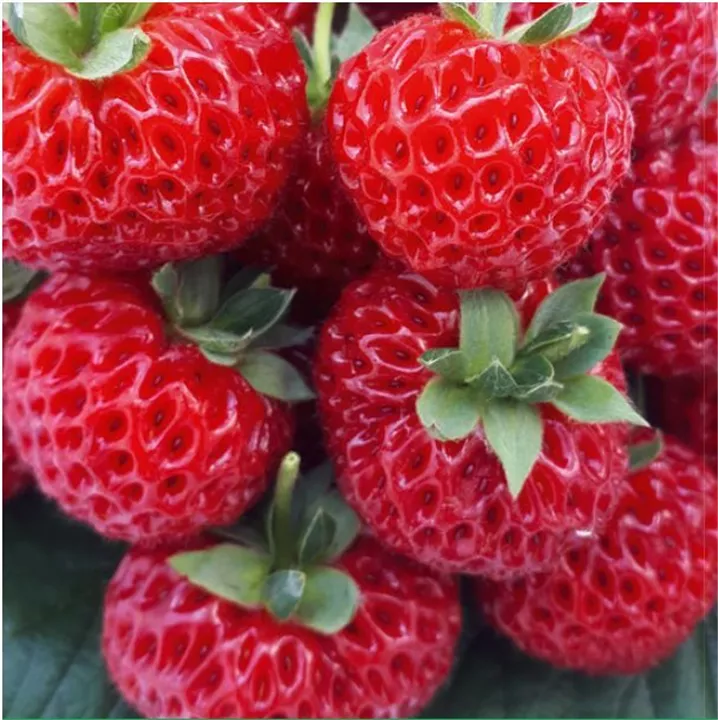 Deko-Erdbeeren online kaufen