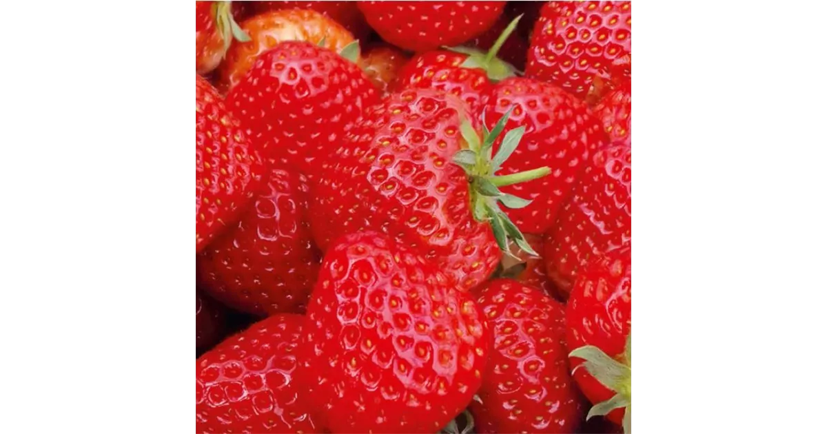 Fragaria x ananassa 'Senga®Sengana®', Erdbeere 'Senga®Sengana