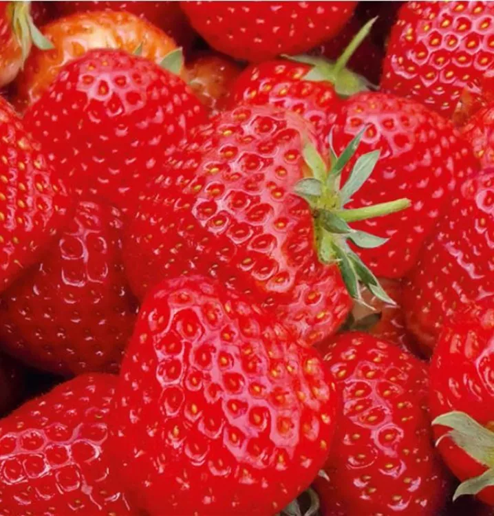 Fragaria x ananassa 'Senga®Sengana®', Erdbeere 'Senga®Sengana