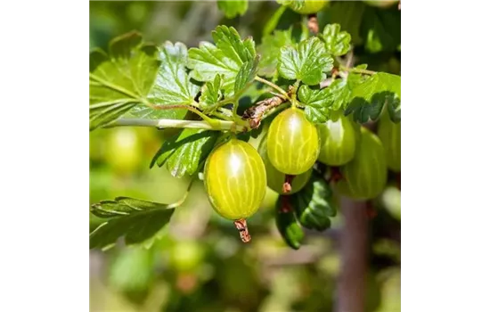 Ribes uva-crispa 'Hinnonmäki', gelb