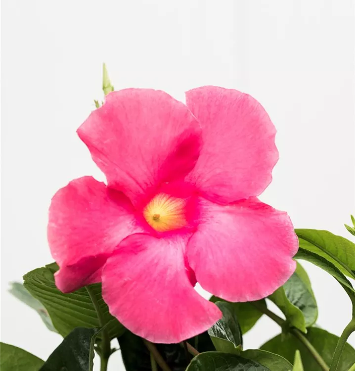 Mandevilla x amabilis, Pyramide, Mandevilla, Pflanzen Online und vor