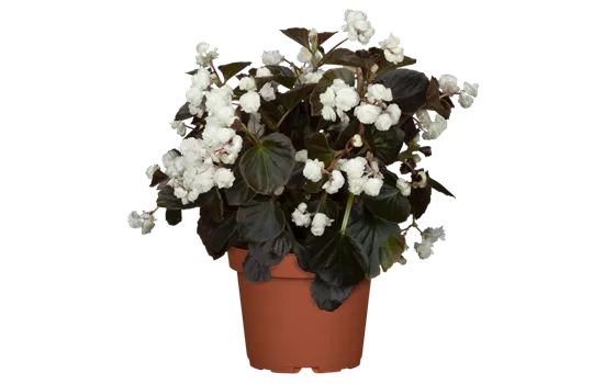 Begonia semperflorens 'Doublet® White'