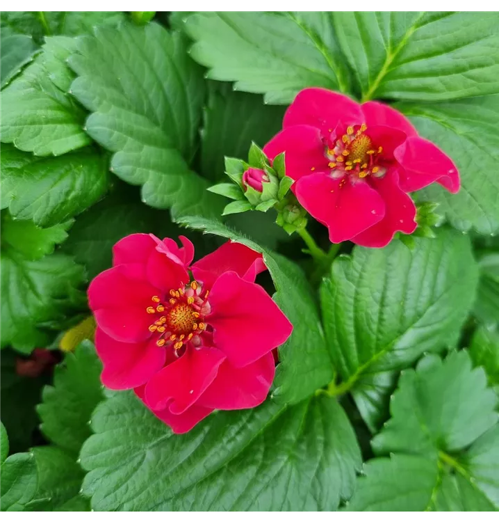 Erdbeere 'Summer Breeze Rose'