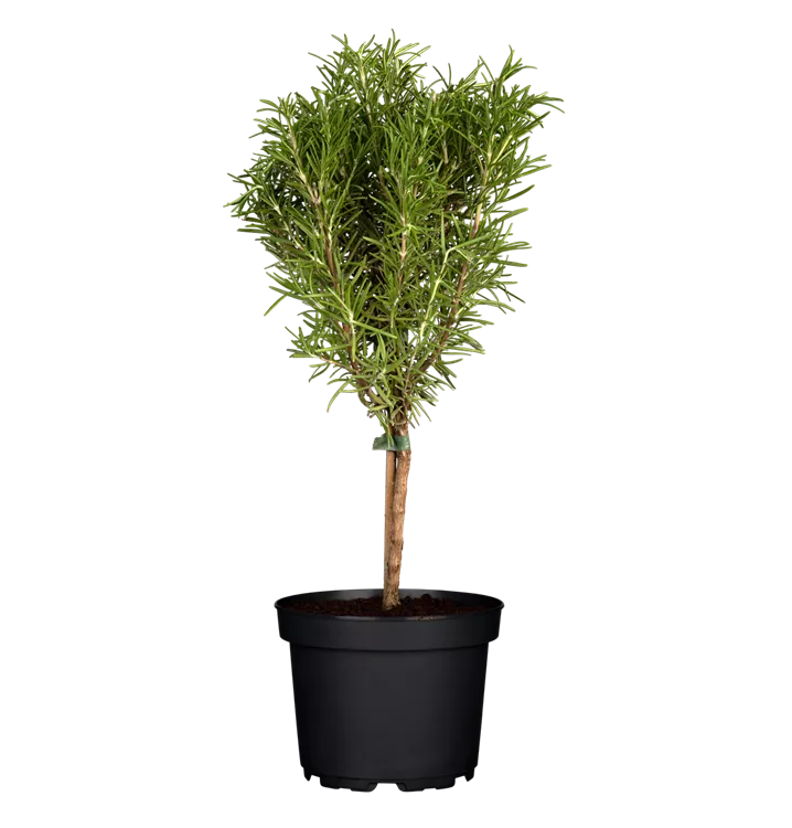 Rosmarinus officinalis 'Prostratus', Stamm, Hängender Rosmarin